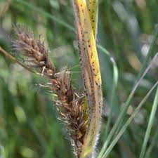 Attēlu rezultāti vaicājumam “Carex atherodes”