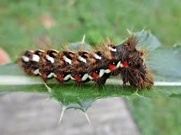 Attēlu rezultāti vaicājumam “Acronicta rumicis”