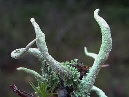 Attēlu rezultāti vaicājumam “Cladonia cornuta”