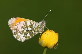 Attēlu rezultāti vaicājumam “Anthocharis cardamines male”