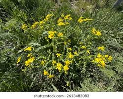 Attēlu rezultāti vaicājumam “Senecio vernalis”