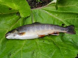 Image result for Salvelinus malma