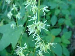 Attēlu rezultāti vaicājumam “Echinocystis lobata”