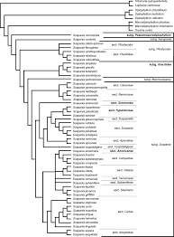 Attēlu rezultāti vaicājumam “Scapania apiculata”