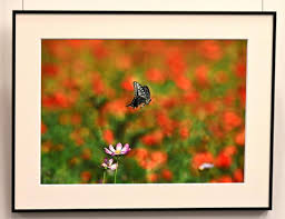 「憚木蝶左」の画像検索結果