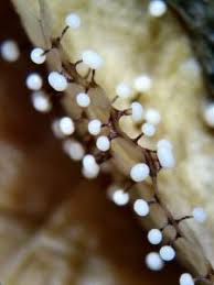 Attēlu rezultāti vaicājumam “Didymium clavus macro”