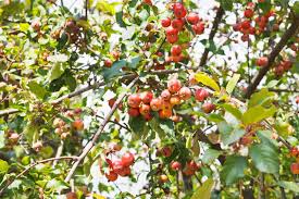 Attēlu rezultāti vaicājumam “Malus purpurea”