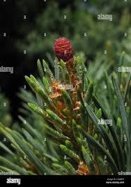 Attēlu rezultāti vaicājumam “Pinus sylvestris female flower”