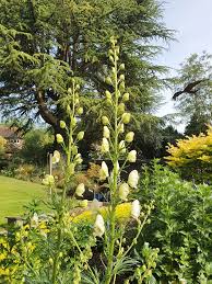 Image result for Aconitum napellus