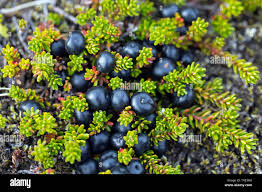 Attēlu rezultāti vaicājumam “Empetrum nigrum fruit”