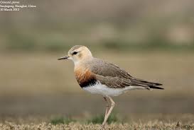 Image result for Charadrius asiaticus