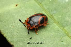 Attēlu rezultāti vaicājumam “Endomychidae”