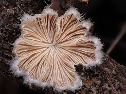 Attēlu rezultāti vaicājumam “Schizophyllum commune”
