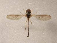 Attēlu rezultāti vaicājumam “Arctophila superbiens”