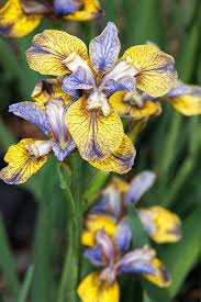 Attēlu rezultāti vaicājumam “Iris sibirica”