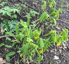 Attēlu rezultāti vaicājumam “Uvularia grandiflora”