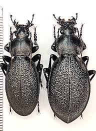 Attēlu rezultāti vaicājumam “Carabus coriaceus”