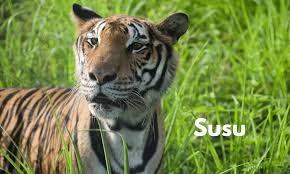 Image result for BERKSHIRE TIGERS THAI