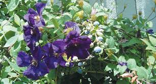 Attēlu rezultāti vaicājumam “Clematis fruit”