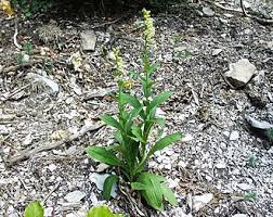Image result for Digitalis lutea