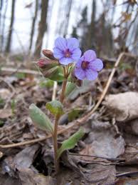 Attēlu rezultāti vaicājumam “Pulmonaria obscura flower”