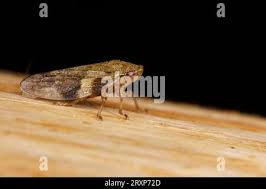 Attēlu rezultāti vaicājumam “Aphrophora nymph”