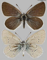 Attēlu rezultāti vaicājumam “Cupido minimus”