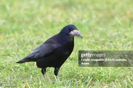 Attēlu rezultāti vaicājumam “Corvus frugilegus adult”