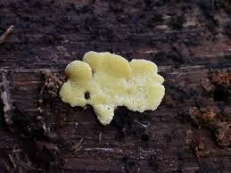 Attēlu rezultāti vaicājumam “Flaviporus citrinellus”