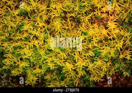 Attēlu rezultāti vaicājumam “Pleurozium schreberi sporophyte”