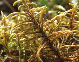 Attēlu rezultāti vaicājumam “Abietinella abietina var. hystricosa”