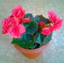 Image result for Бегония Элатиор 12х22 4601887072423