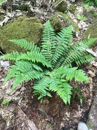 Attēlu rezultāti vaicājumam “Polystichum braunii”