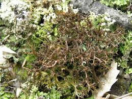 Attēlu rezultāti vaicājumam “Cetraria aculeata”