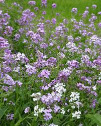 Image result for Hesperis matronalis