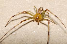 Attēlu rezultāti vaicājumam “Diaea dorsata female”