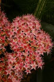 Attēlu rezultāti vaicājumam “Hylotelephium telephium flower”