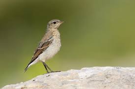 Attēlu rezultāti vaicājumam “Oenanthe oenanthe juvenile”