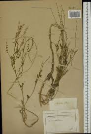 Attēlu rezultāti vaicājumam “Melilotus wolgicus”