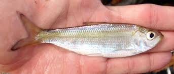 Image result for Alosa pseudoharengus