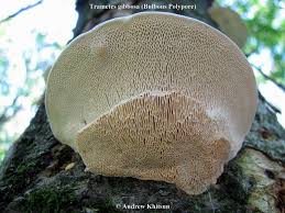 Attēlu rezultāti vaicājumam “Trametes gibbosa”