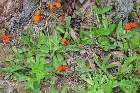 Attēlu rezultāti vaicājumam “Hieracium murorum bud”