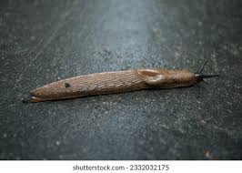 Attēlu rezultāti vaicājumam “Arion lusitanicus adult”