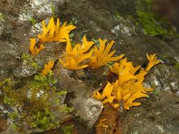 Attēlu rezultāti vaicājumam “Calocera glossoides”