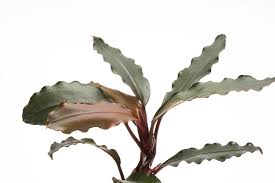 Risultati immagini per bucephalandra pinoh red stem