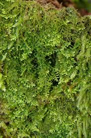 Attēlu rezultāti vaicājumam “Leporida”