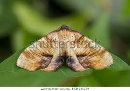 Attēlu rezultāti vaicājumam “Plagodis dolabraria”