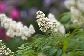 Attēlu rezultāti vaicājumam “Sorbaria sorbifolia”