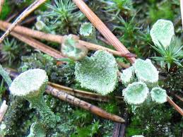 Attēlu rezultāti vaicājumam “Cladonia phyllophora”