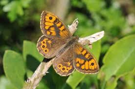 Attēlu rezultāti vaicājumam “Lasiommata megera underside”